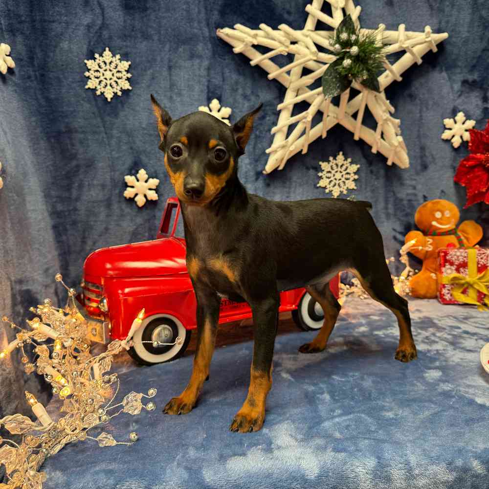 Ming Pin Min Pin Puppy for sale - Pets Plus Stafford