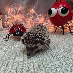 Hedgehog