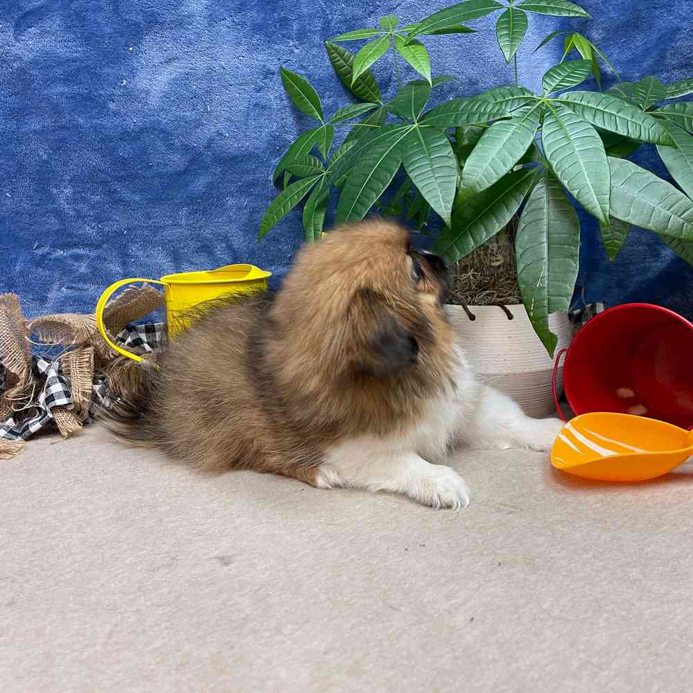 carousel pet images