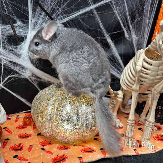 Chinchilla