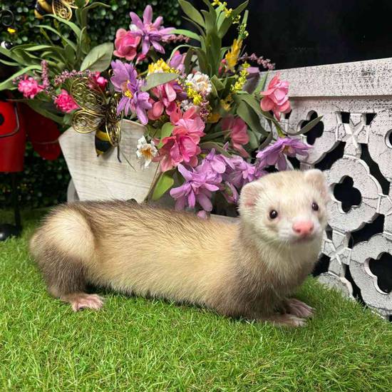 Ferret