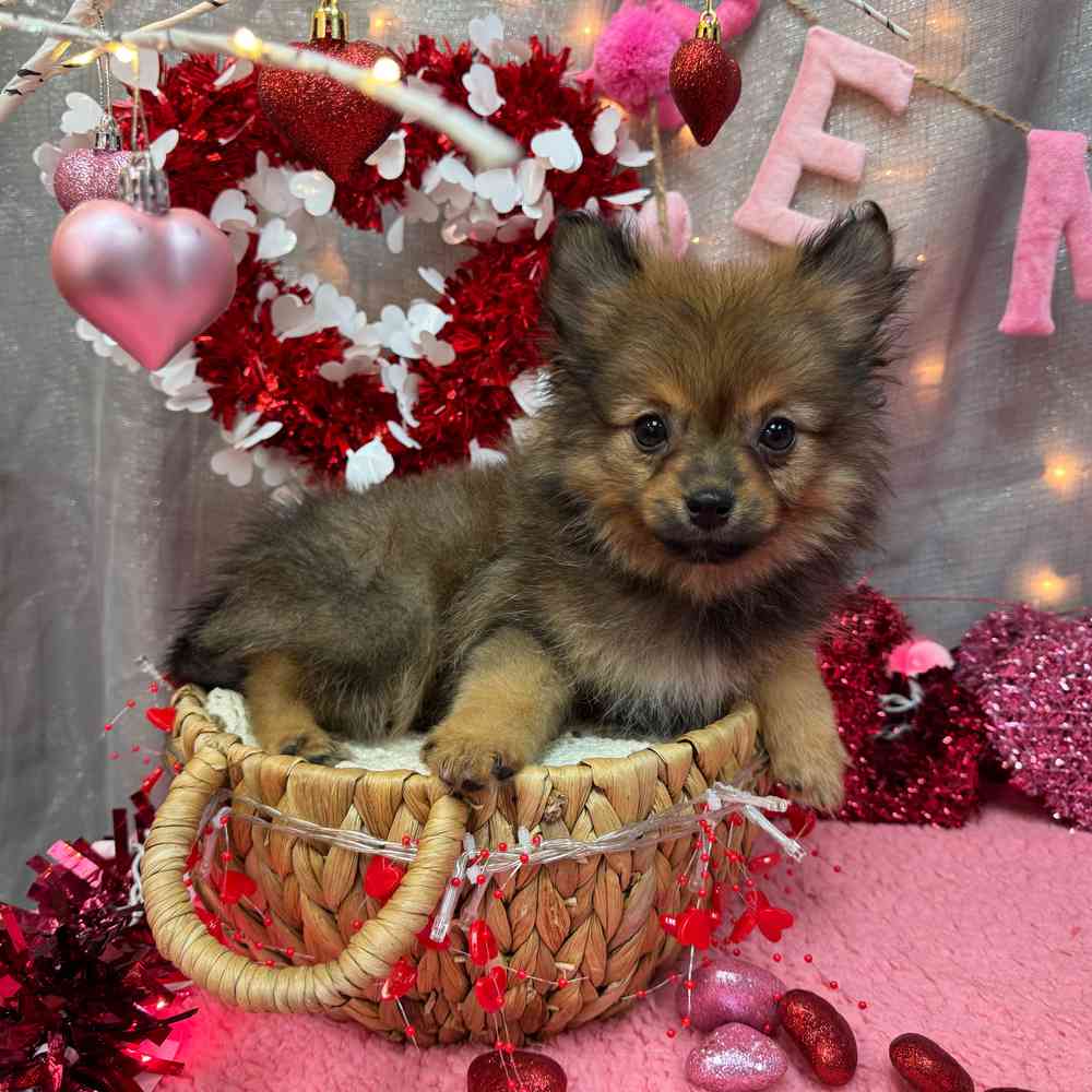 carousel pet images