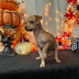 Chihuahua Mix