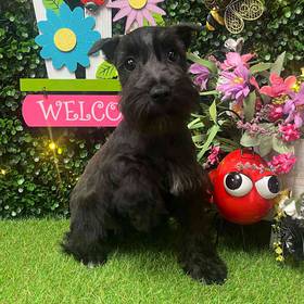 Mini Schnauzer