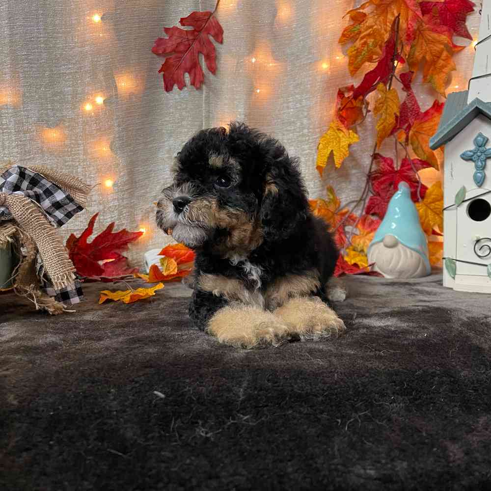 carousel pet images