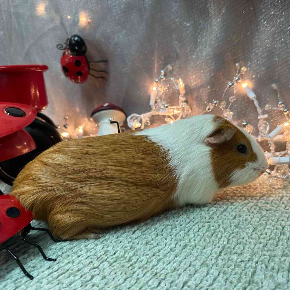 carousel pet images