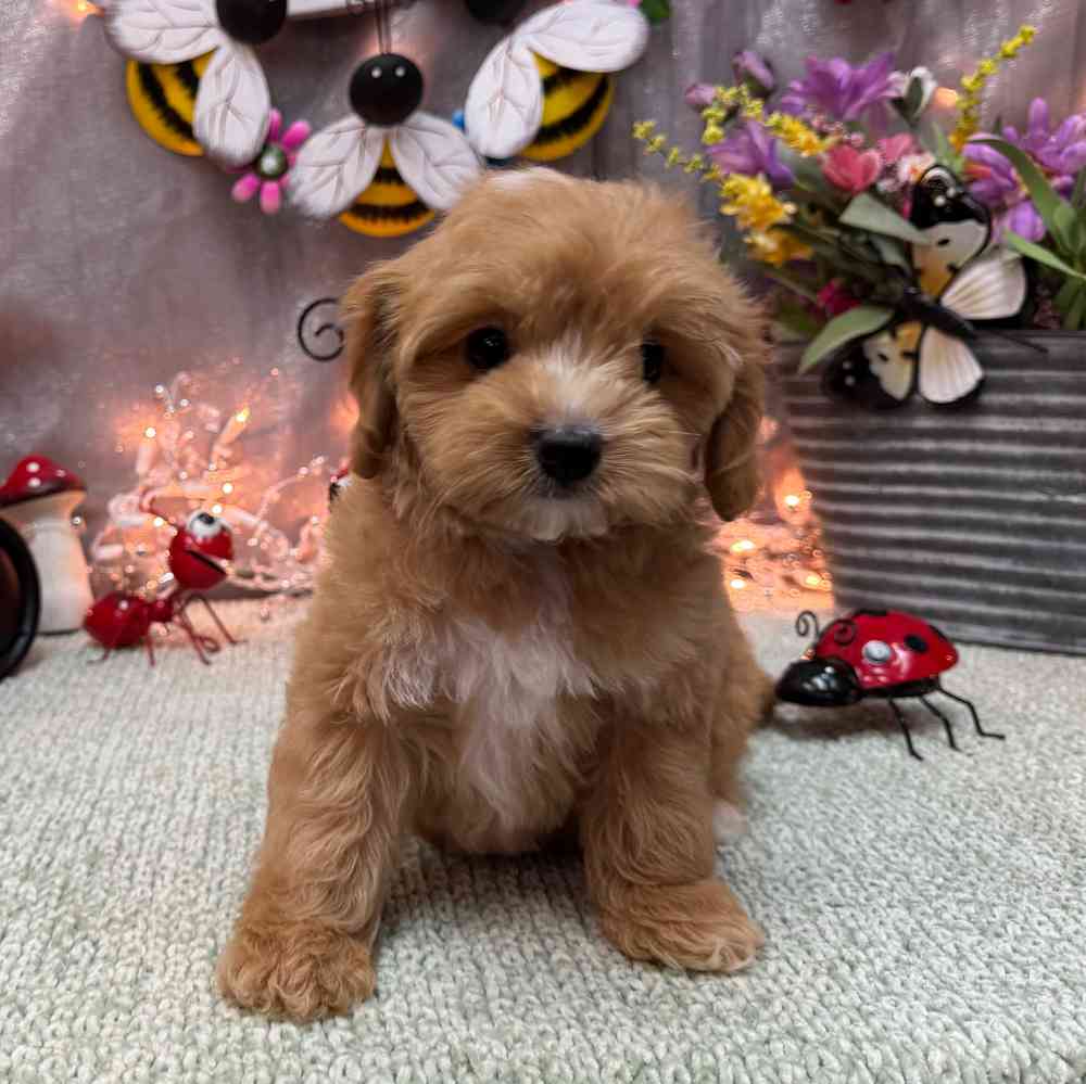 Image of a pet breed in the gallery