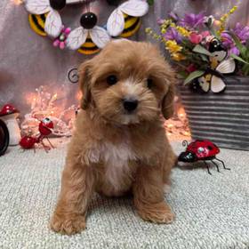 Cockapoo