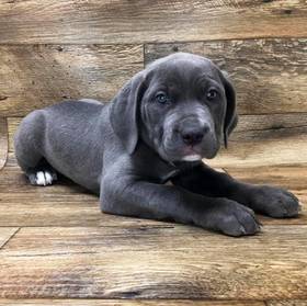 Cane Corso