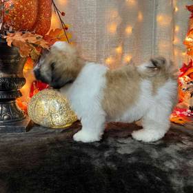 Teddy Bear