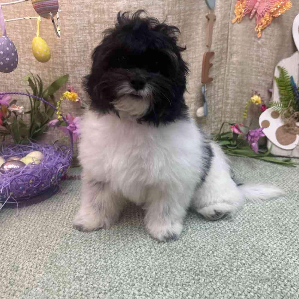 carousel pet images