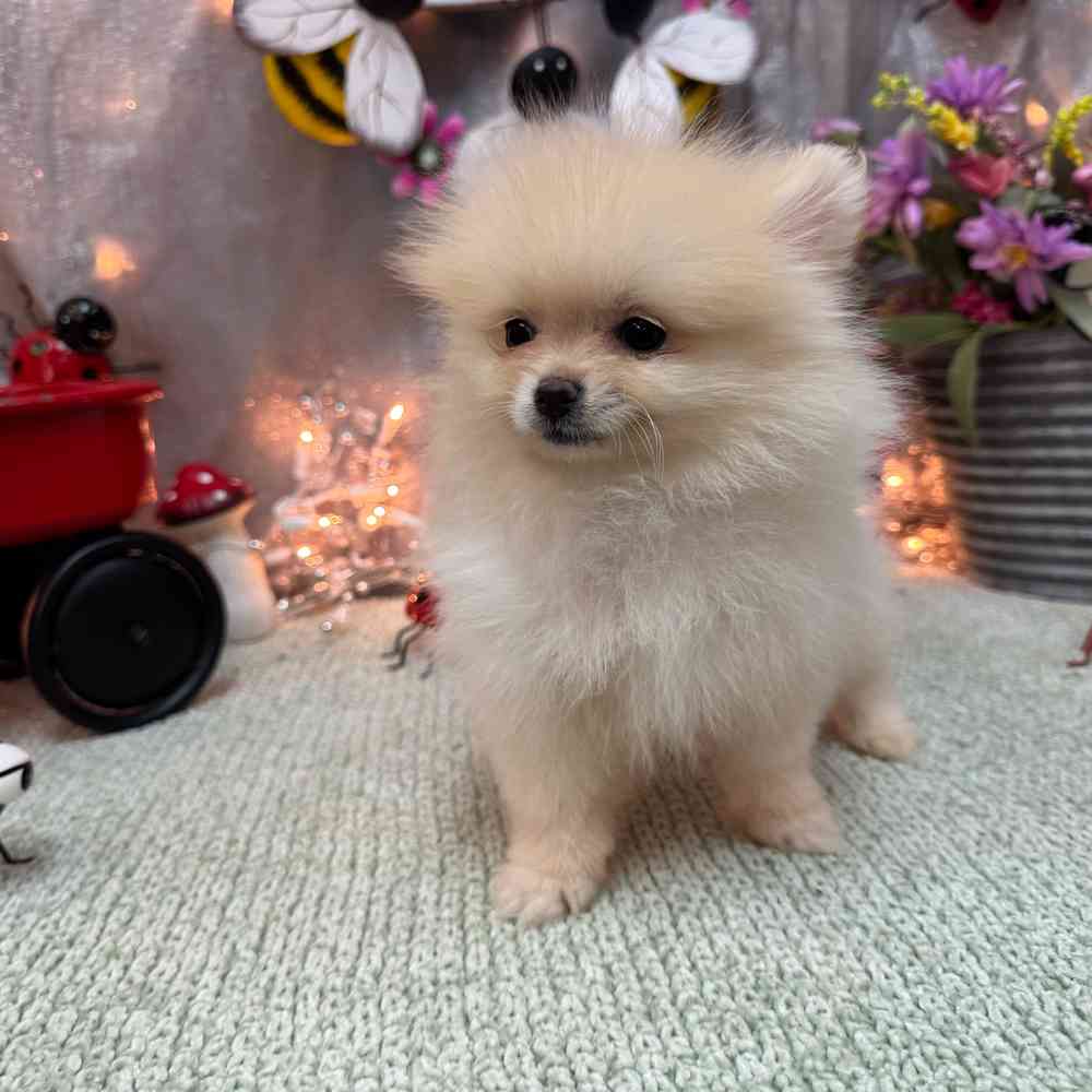 Image of a pet breed in the gallery