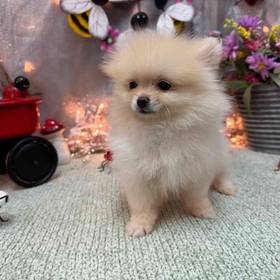 Pomeranian