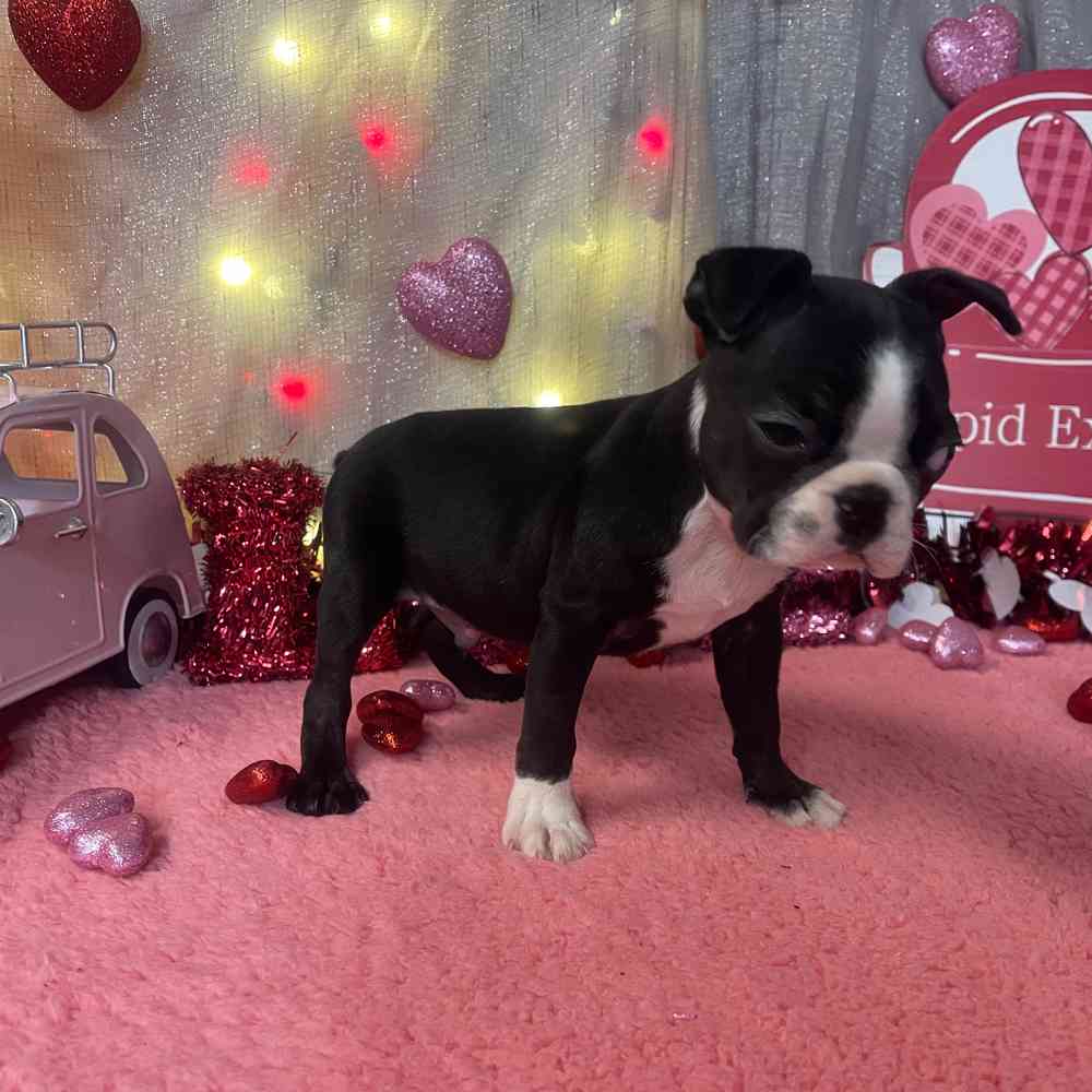 carousel pet images