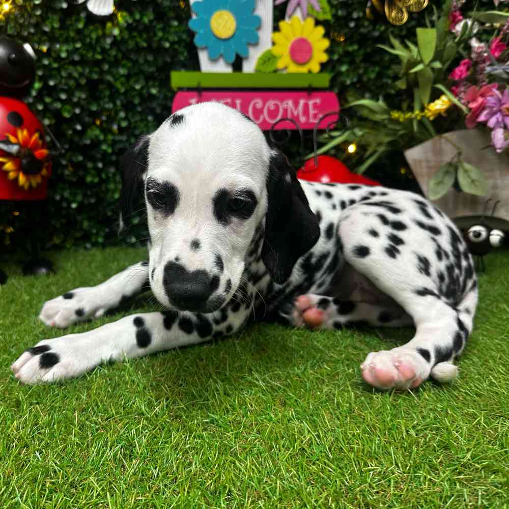 carousel pet images