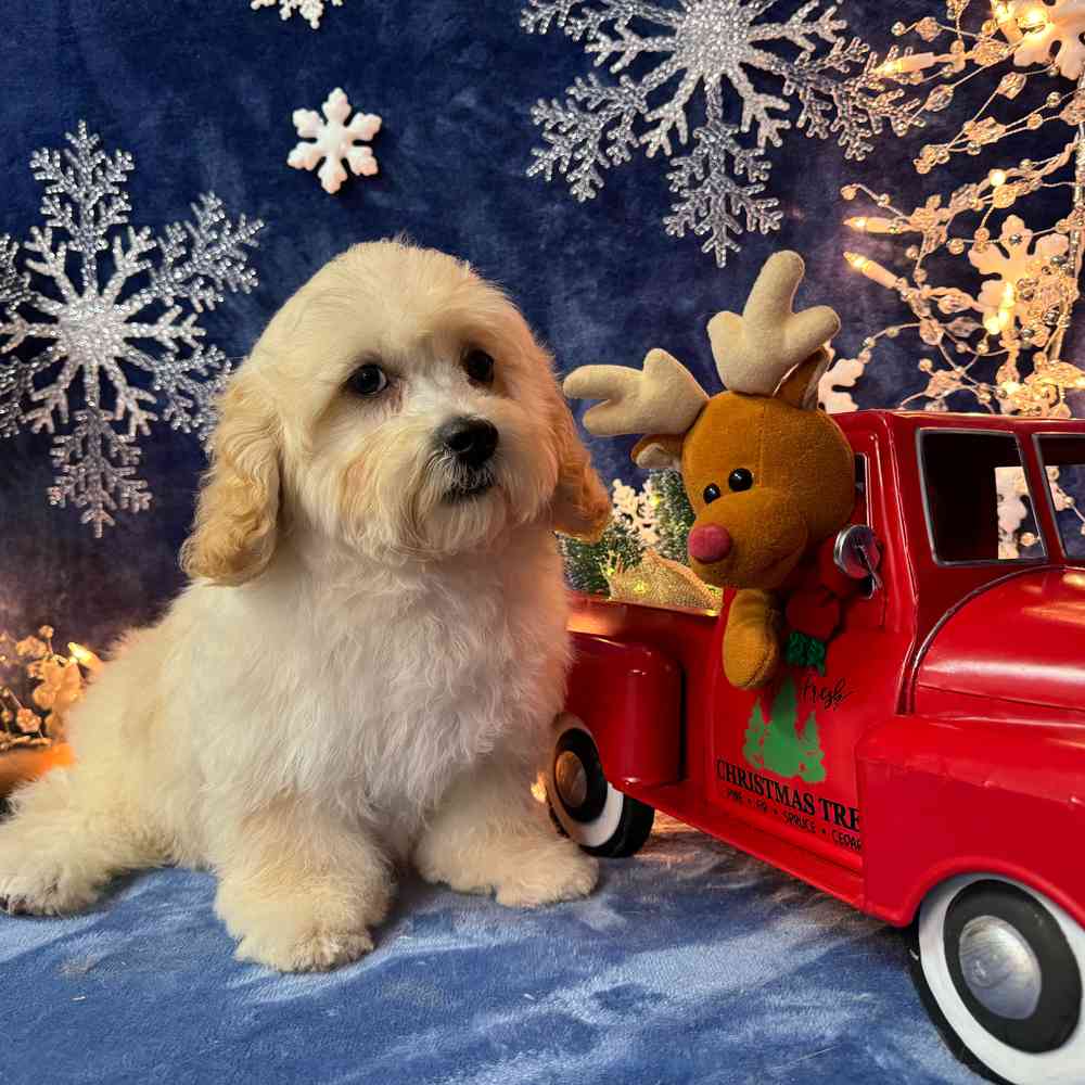carousel pet images