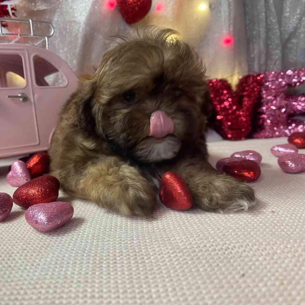 carousel pet images