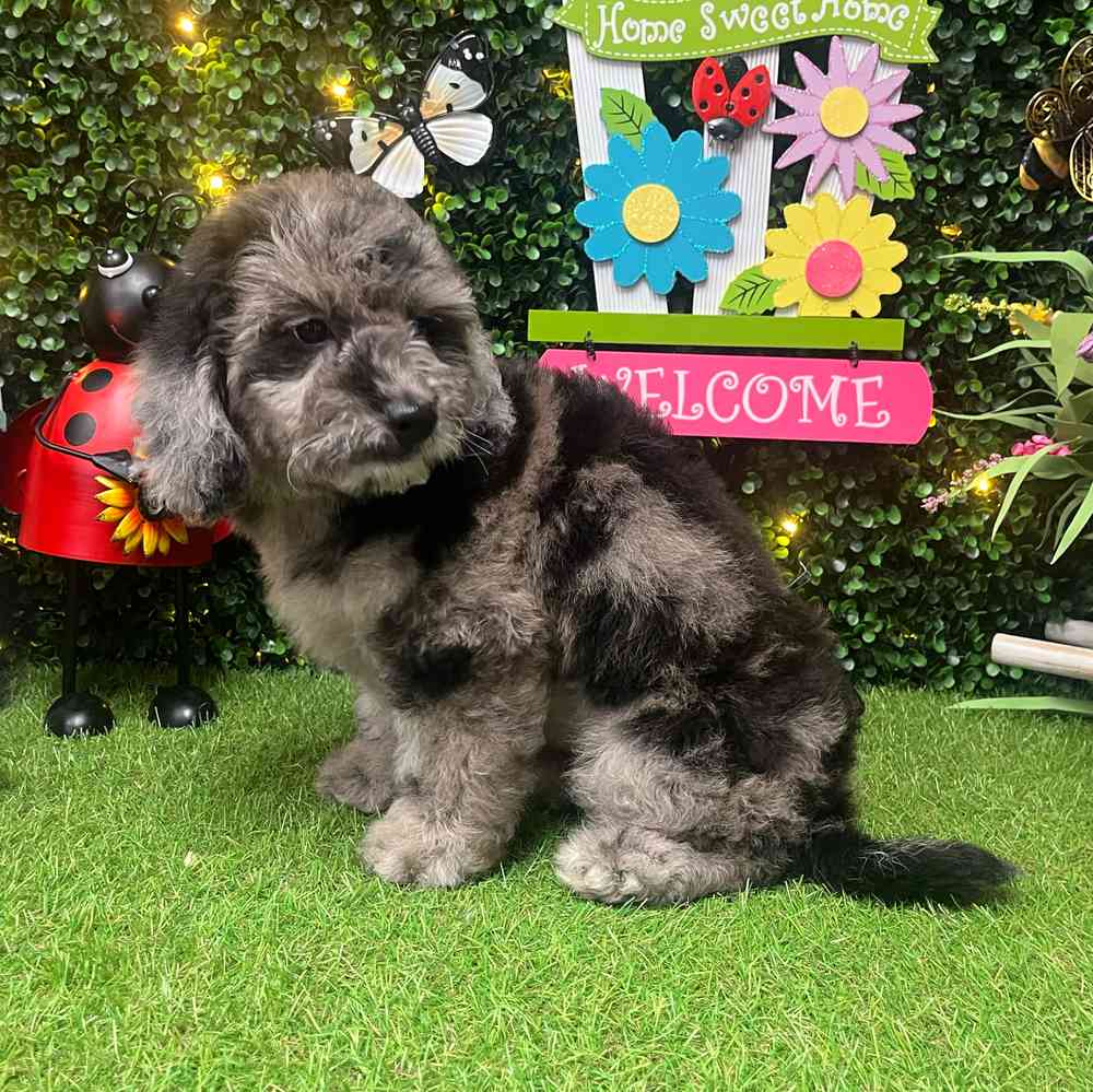 carousel pet images
