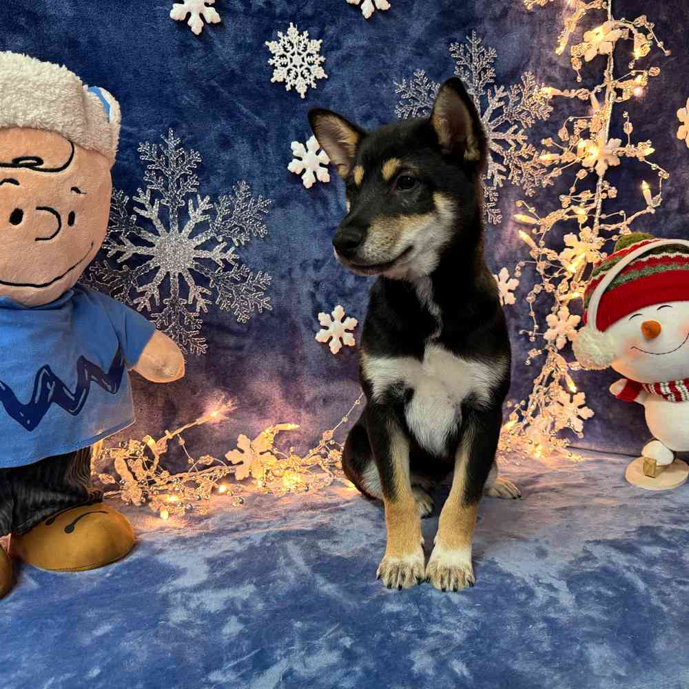 carousel pet images