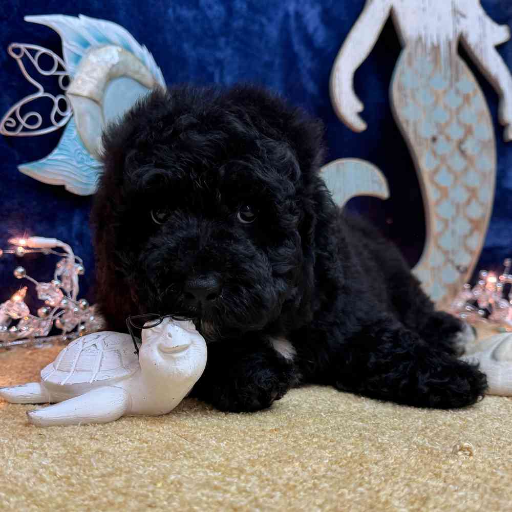 carousel pet images