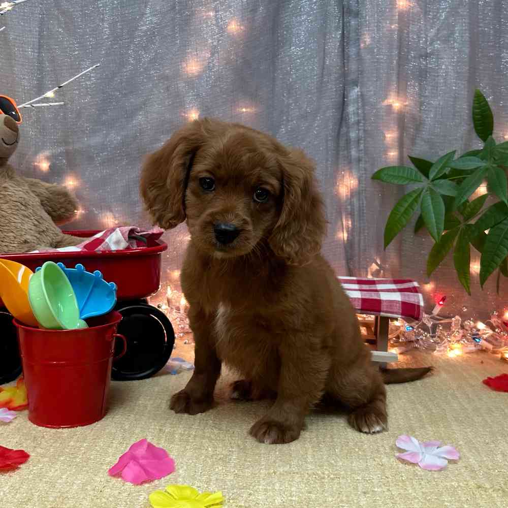 carousel pet images