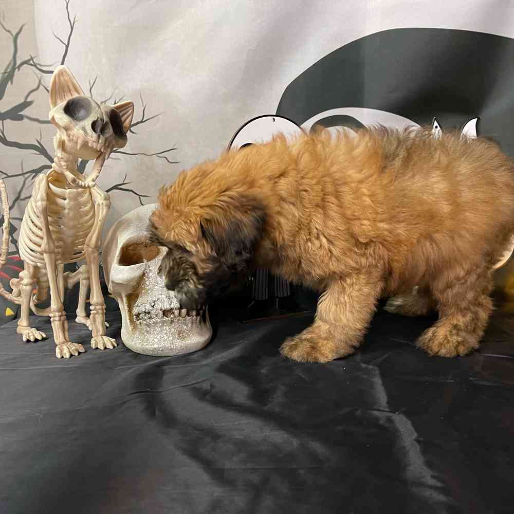 carousel pet images