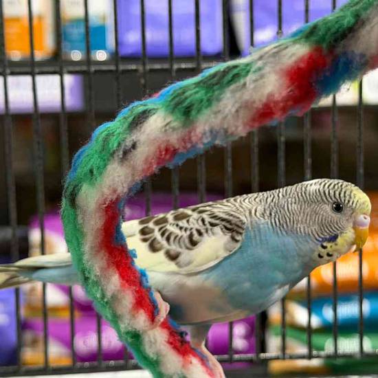 Parakeet