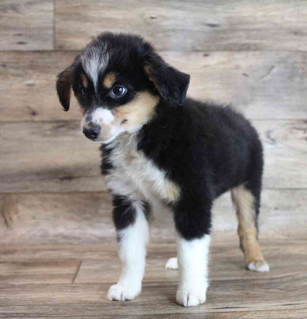 carousel pet images
