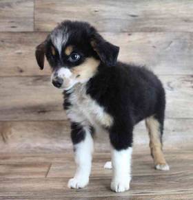 Mini Australian Sheperd