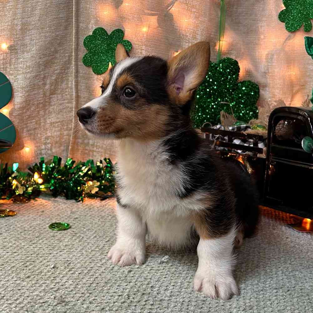 carousel pet images