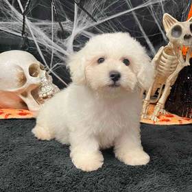 Bichon