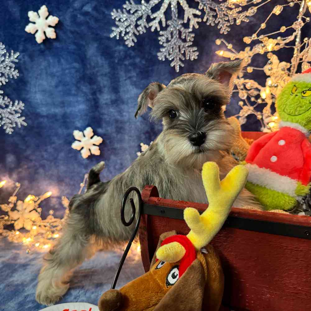 carousel pet images