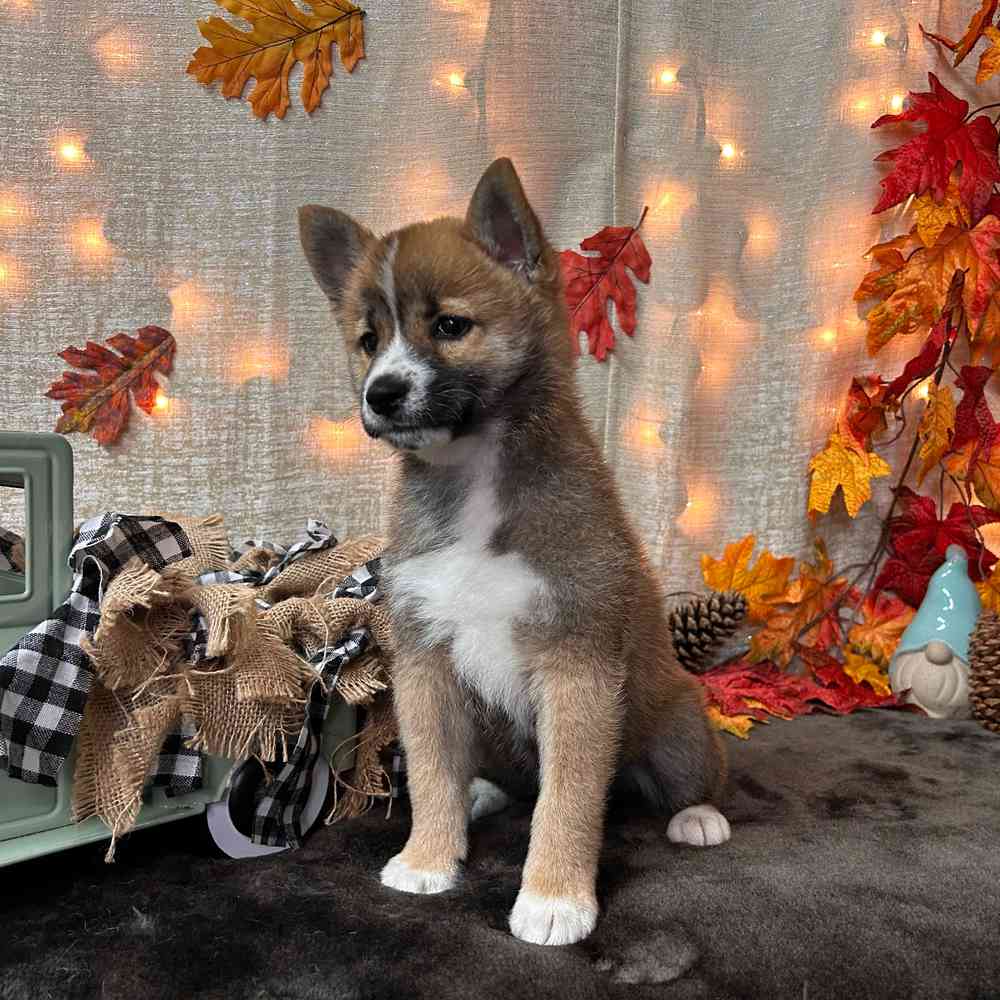 carousel pet images