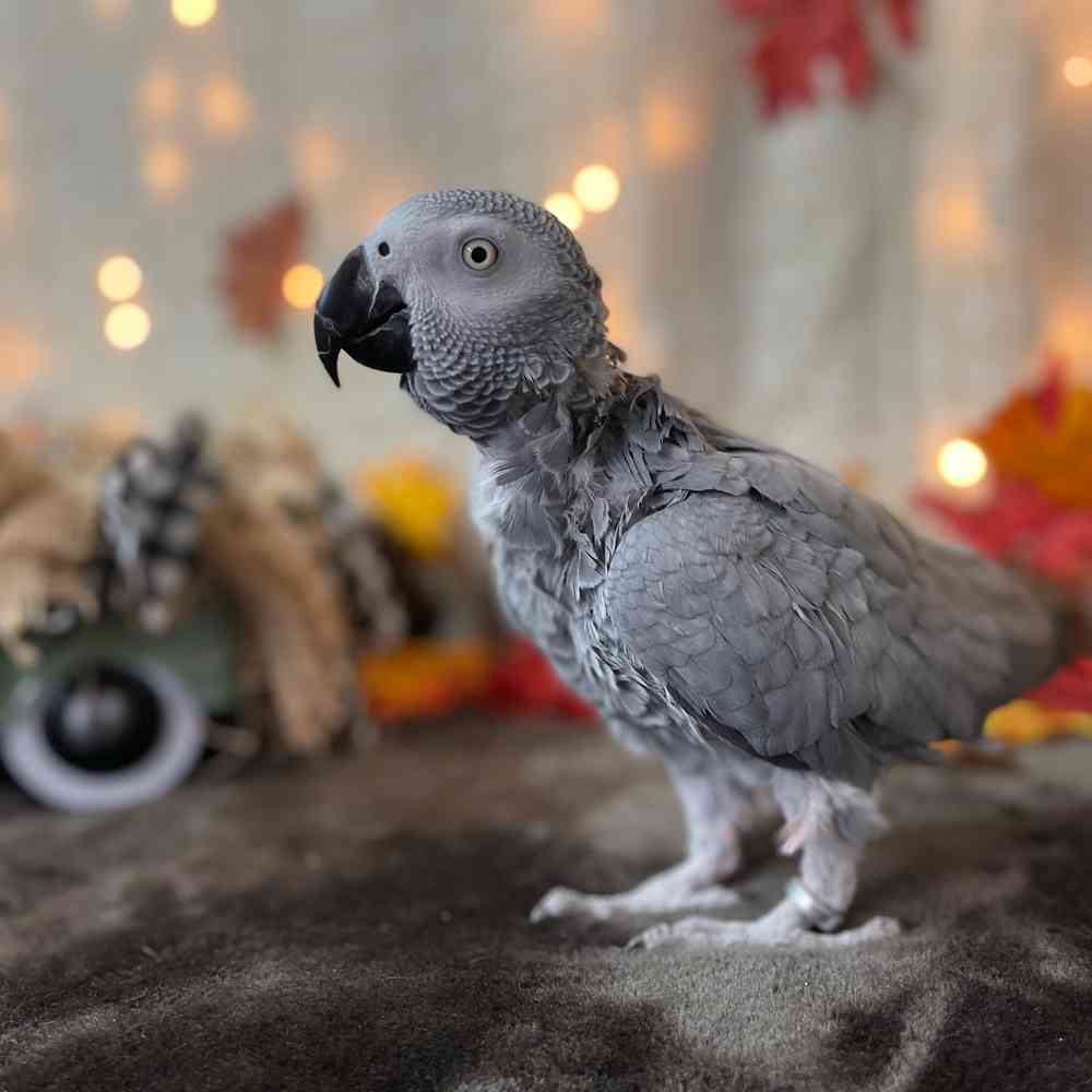 African Grey Birds for sale Pets Plus Stafford