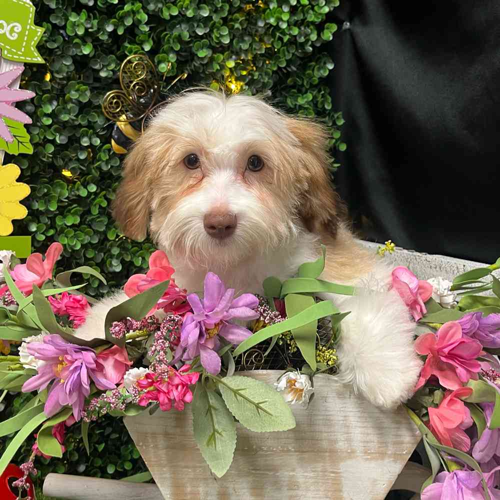 carousel pet images