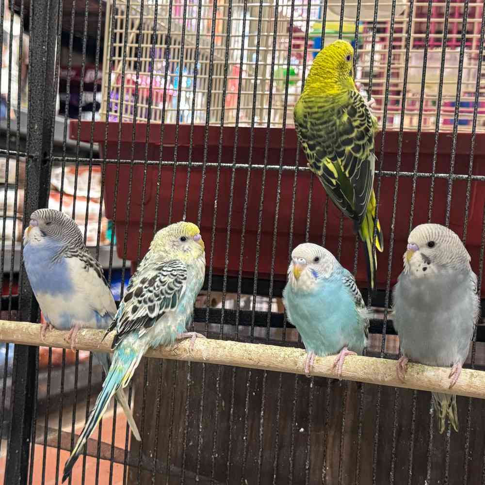 carousel pet images