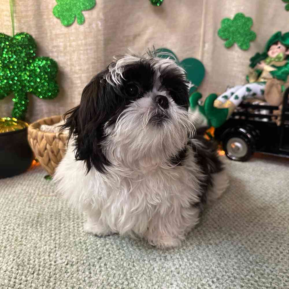 carousel pet images