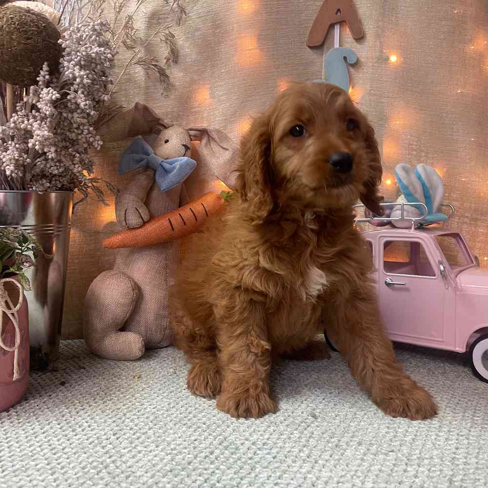 carousel pet images