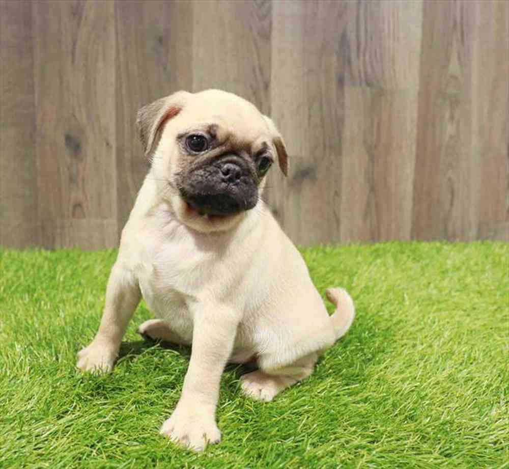 Image of a pet breed in the gallery