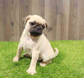 Pug