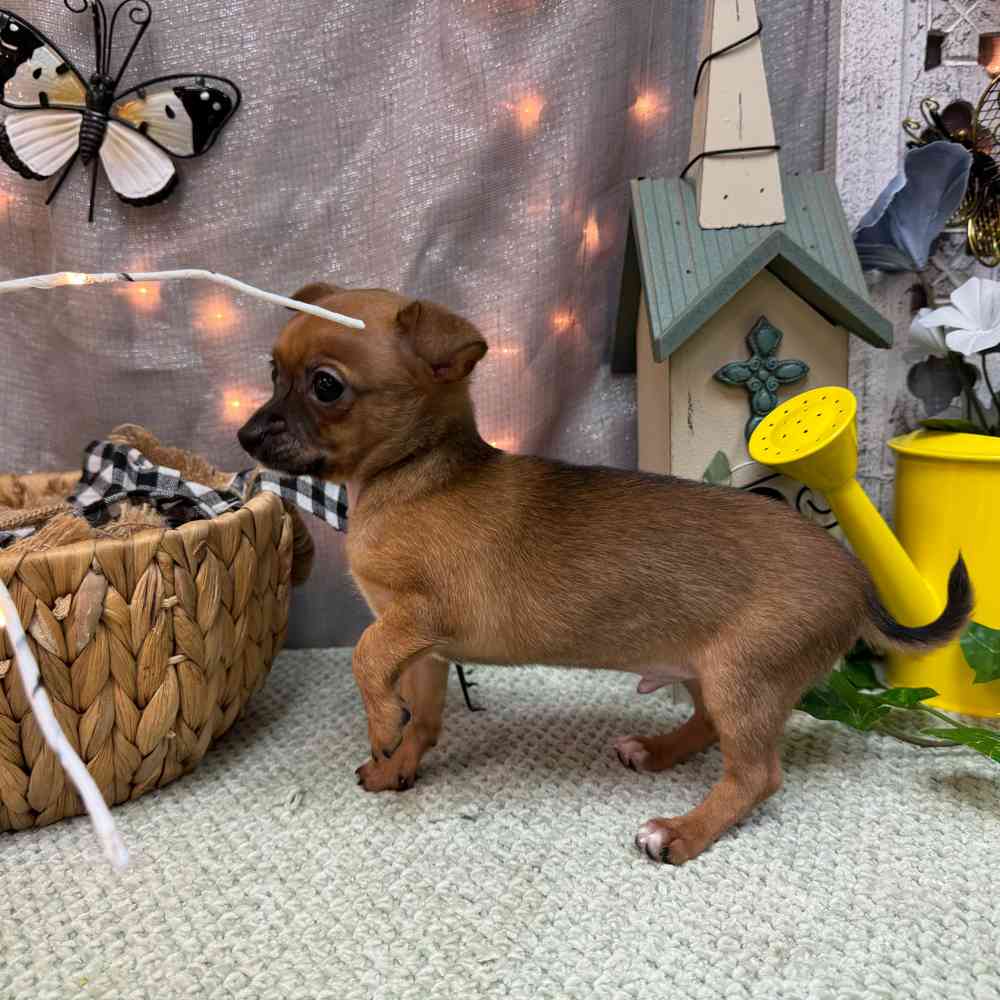 carousel pet images
