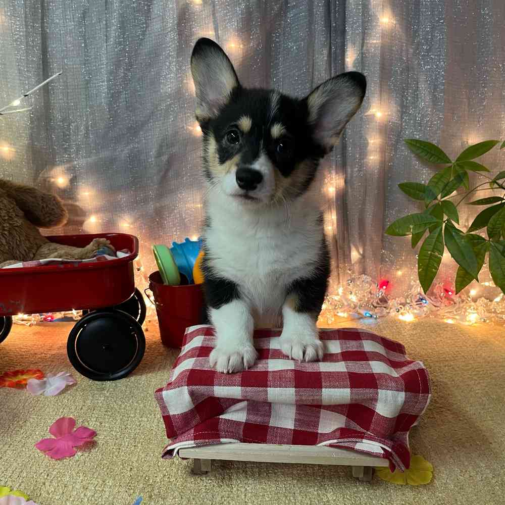 carousel pet images