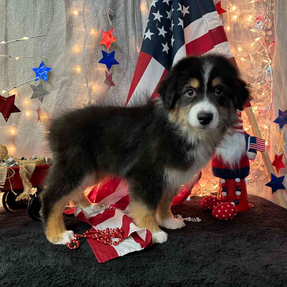 carousel pet images