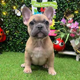 French Bulldog