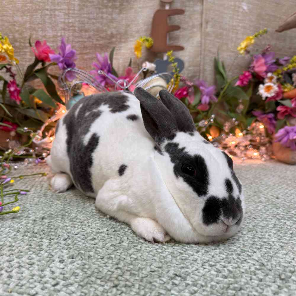 carousel pet images