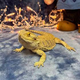 Bearded Dragon