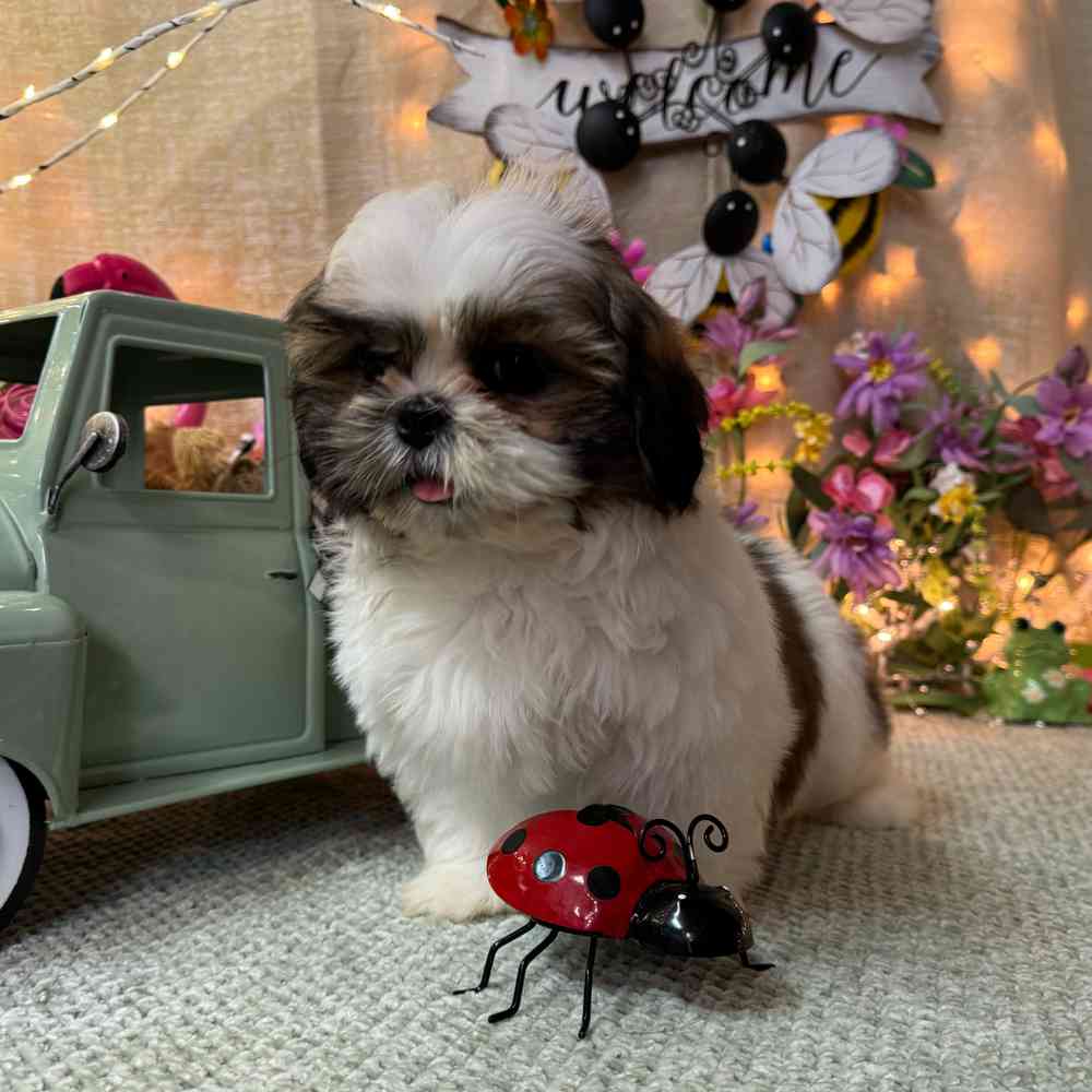 carousel pet images