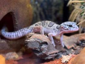 Morph Leopard Gecko