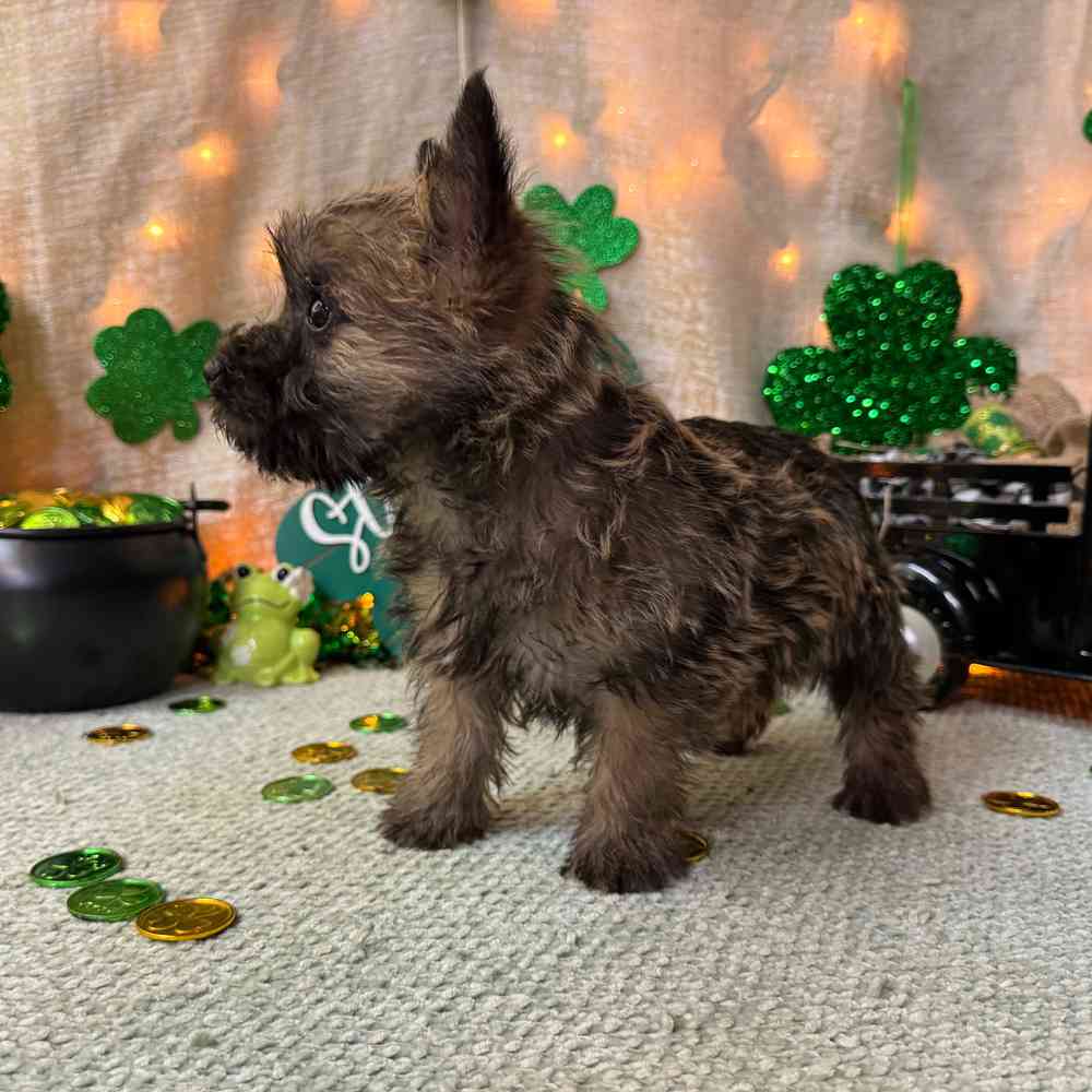 carousel pet images