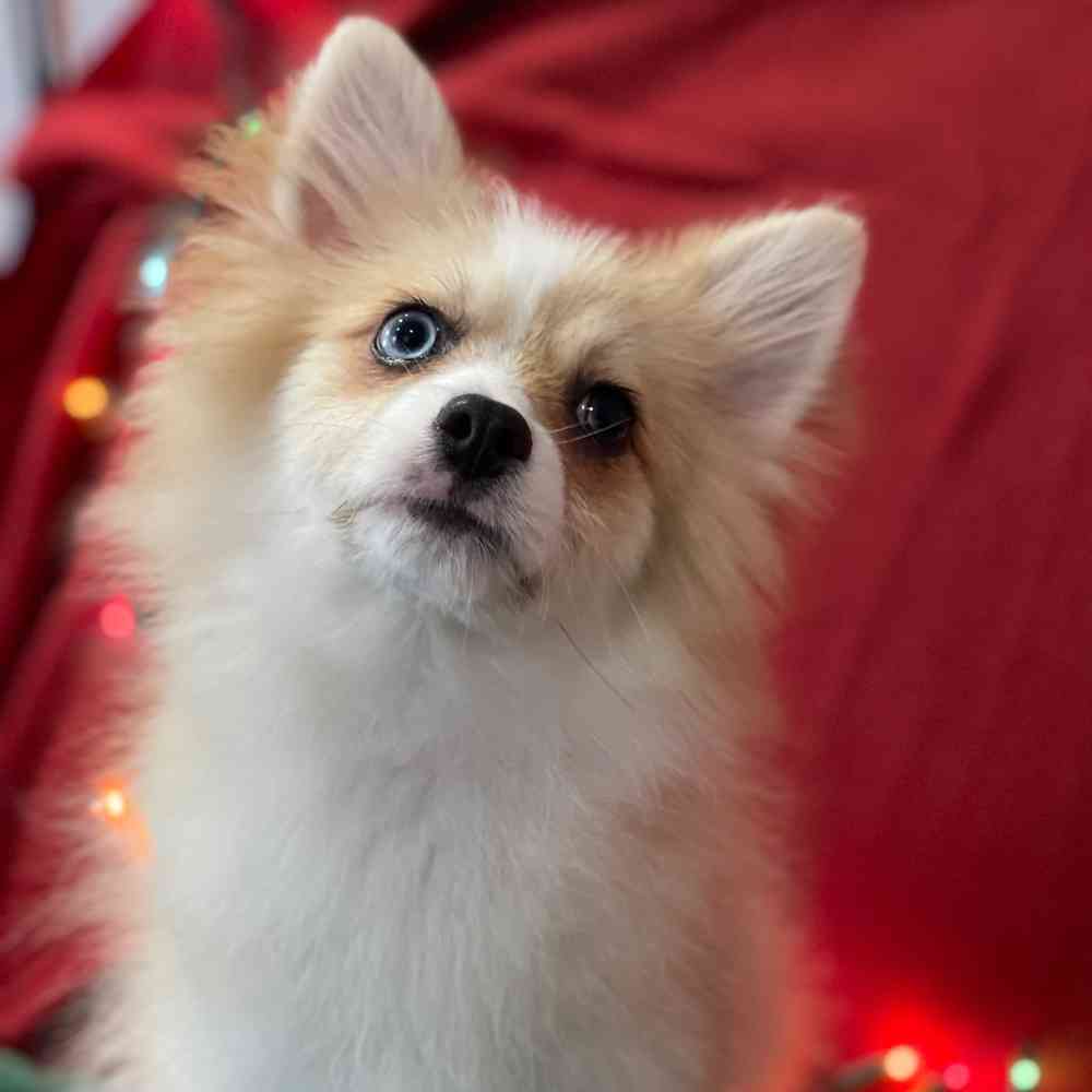 carousel pet images